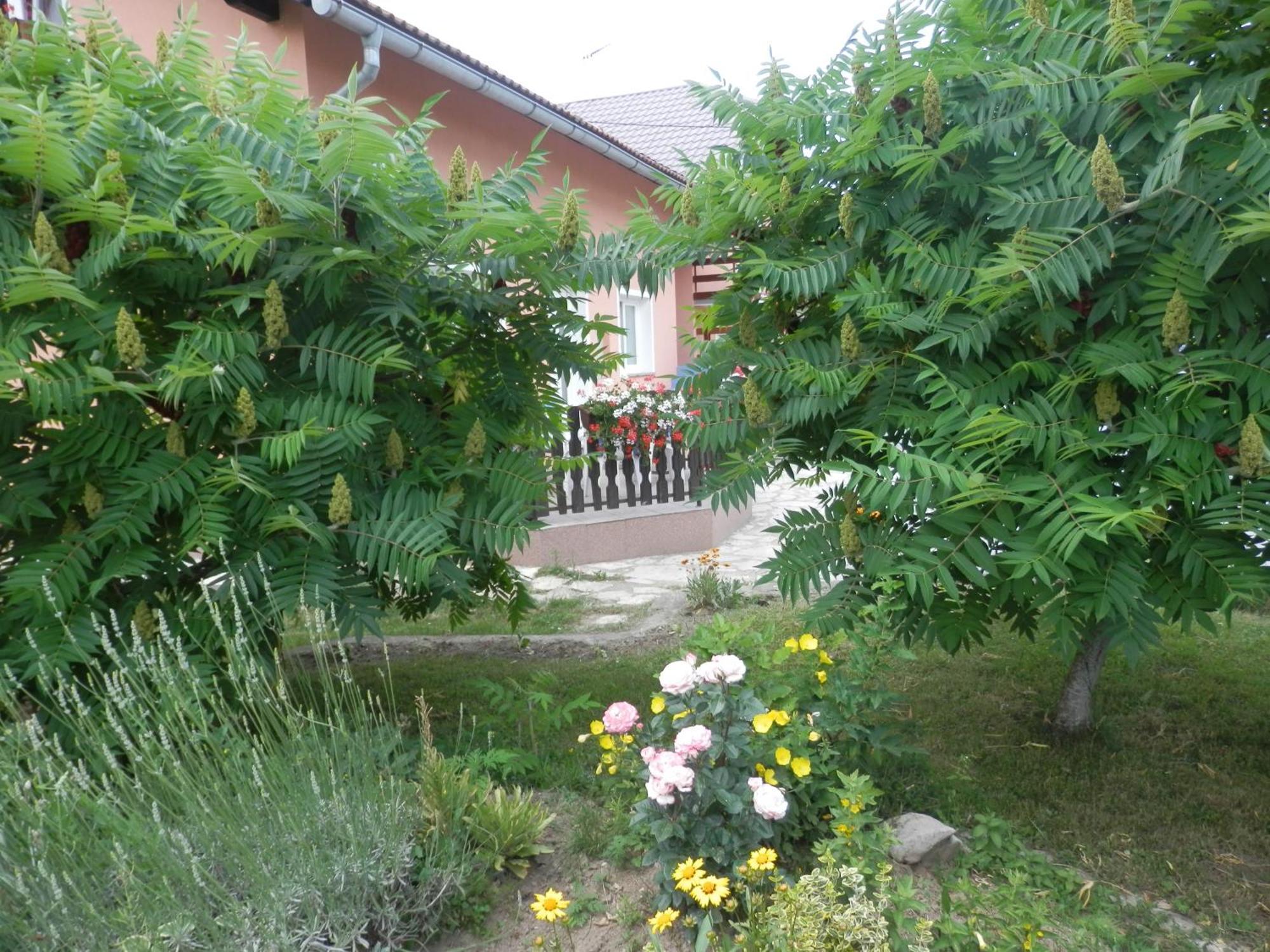 סליסטה דרזניקו Guesthouse Blazenka Hodak מראה חיצוני תמונה