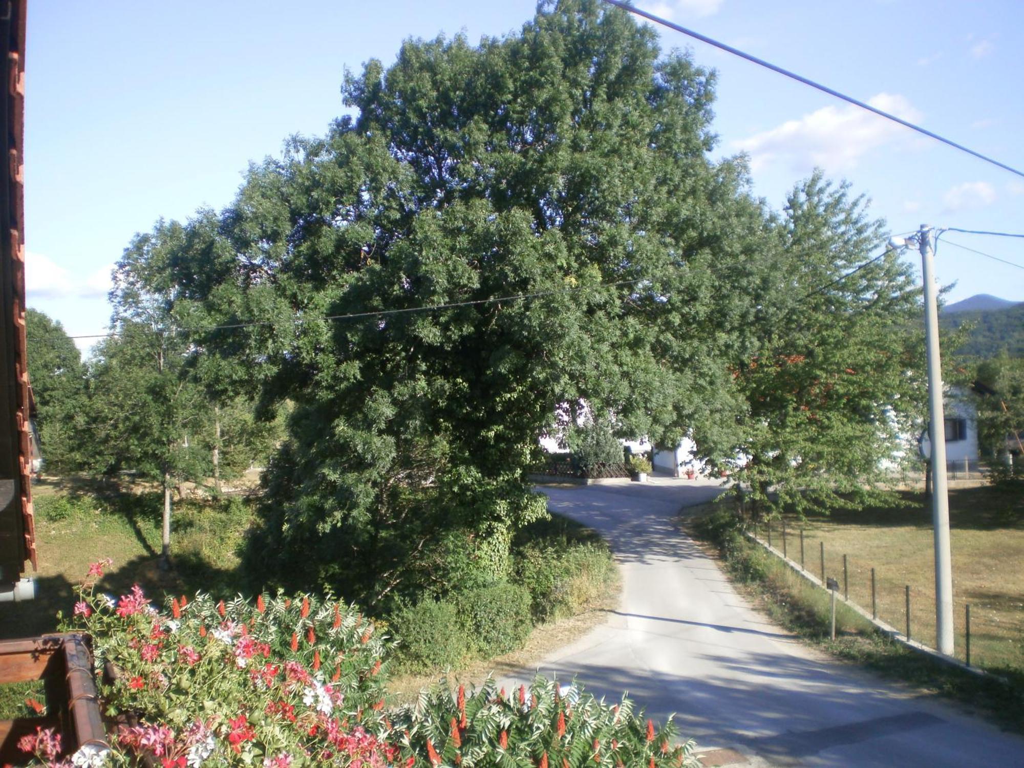 סליסטה דרזניקו Guesthouse Blazenka Hodak מראה חיצוני תמונה